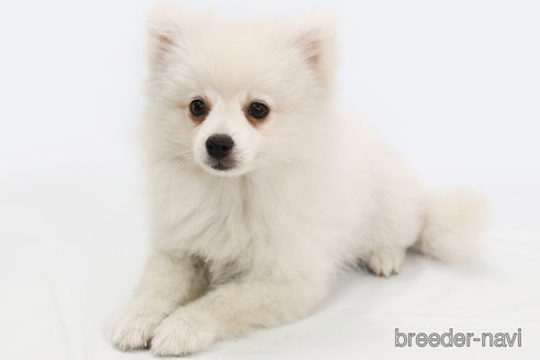 成約済の神奈川県のポメラニアン-294893の1枚目